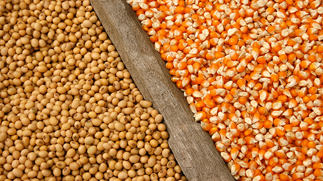 Soybeans and corn seeds