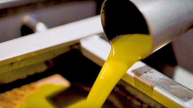 Olive oil extraction