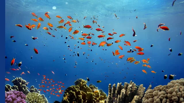 Solutions pour gestion et traitement des eaux de ballast